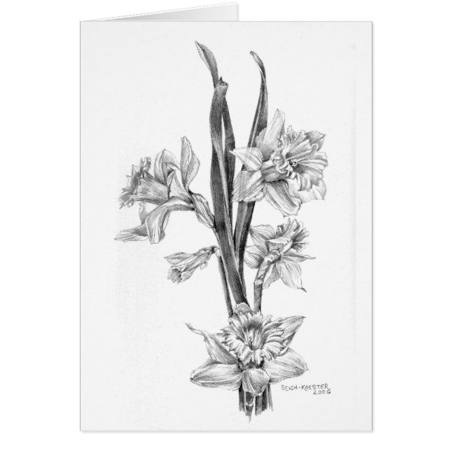 Daffodils in pencil (Front)