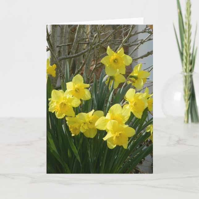 Daffodils in Spring Greeting Card (Front)