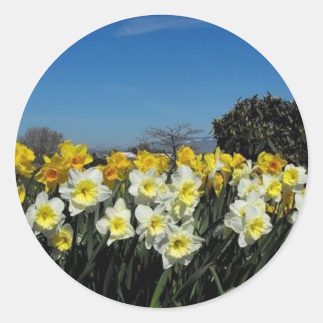 daffodils in spring time classic round sticker (Front)
