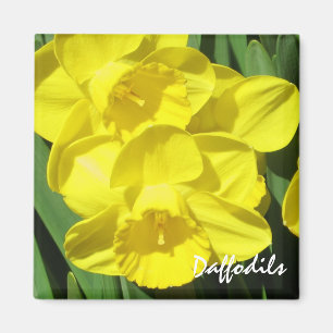 Daffodils Magnet