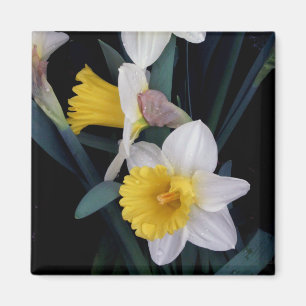 Daffodils Magnet