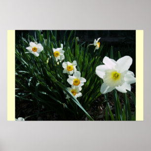 DAFFODILS, NARCISSUS POSTER