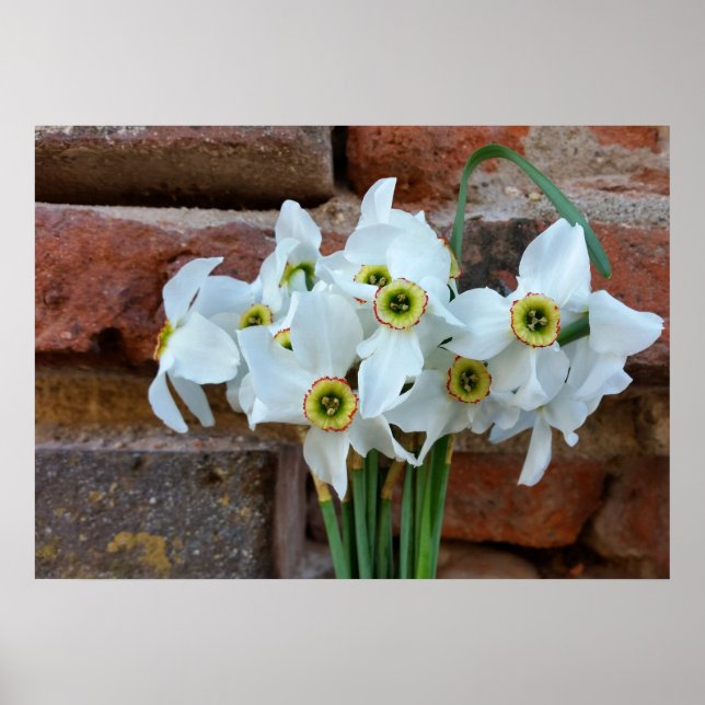 daffodils near fortress wall poster (Front)