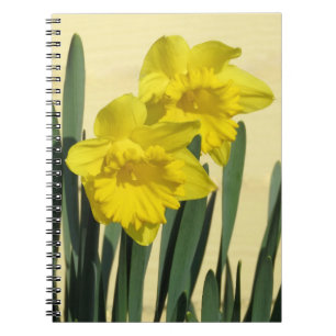 Daffodils - notebook
