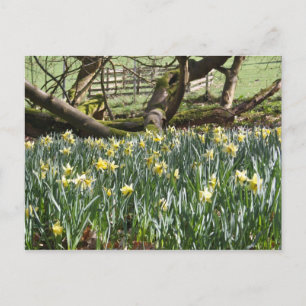 Daffodils on a Spring Day Post Card