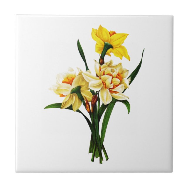 Daffodils or Narcissus By Pierre Joseph Redoute Tile (Front)