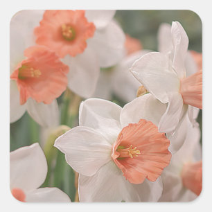 Daffodils Peach Square Sticker