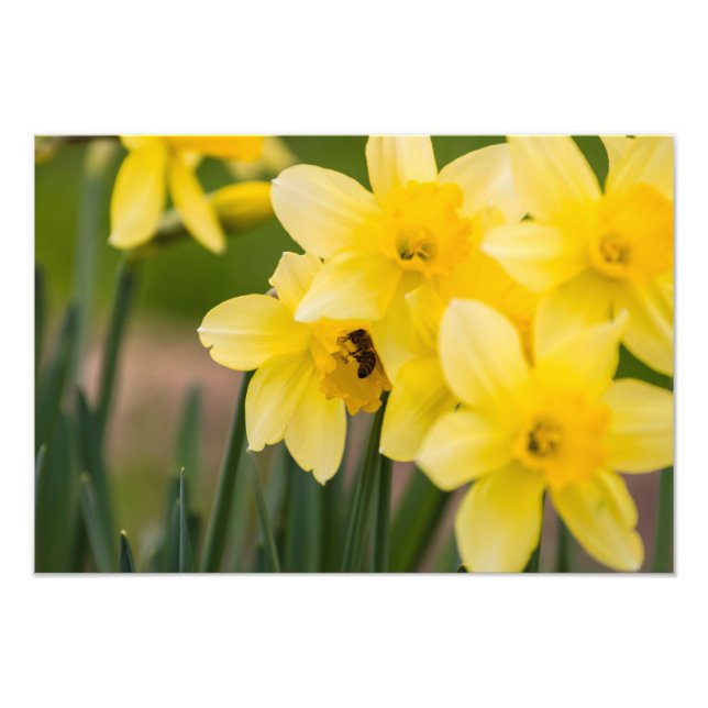 Daffodils Photo Print (Front)