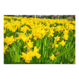 Daffodils photo print