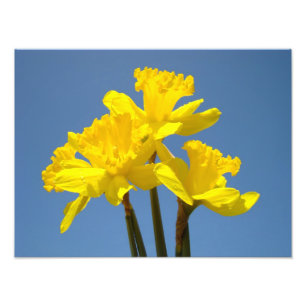 Daffodils Photography nature art prints Blue Sky