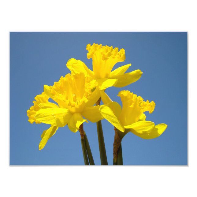 Daffodils Photography nature art prints Blue Sky (Front)