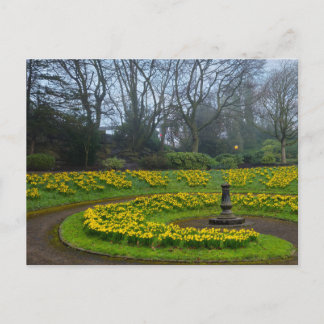 Daffodils  postcard