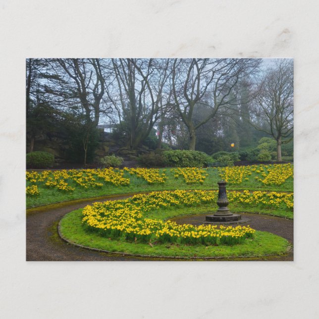 Daffodils  postcard (Front)