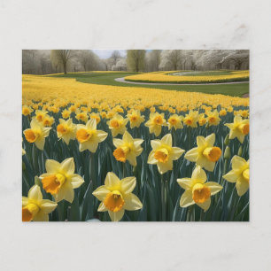 Daffodils Postcard