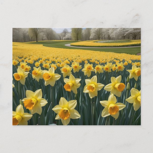 Daffodils Postcard (Front)