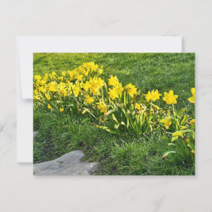 Daffodils  postcard