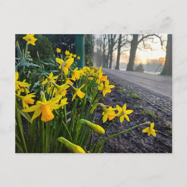Daffodils  postcard (Front)