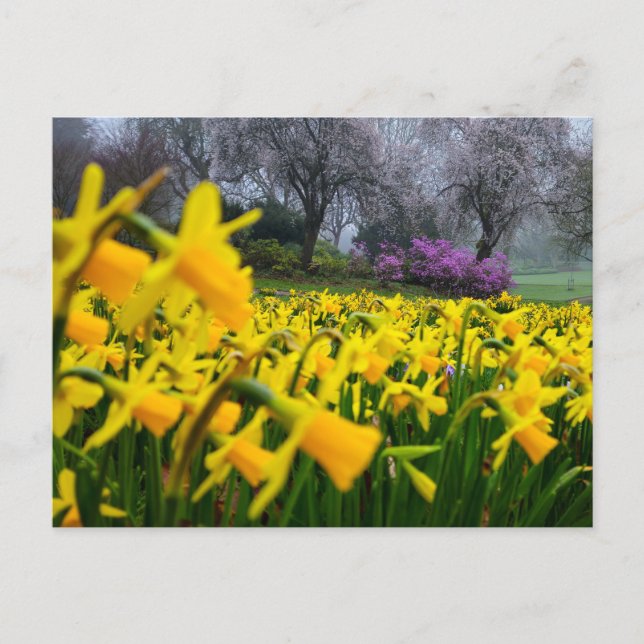 Daffodils  postcard (Front)