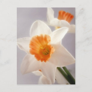 Daffodils Postcard