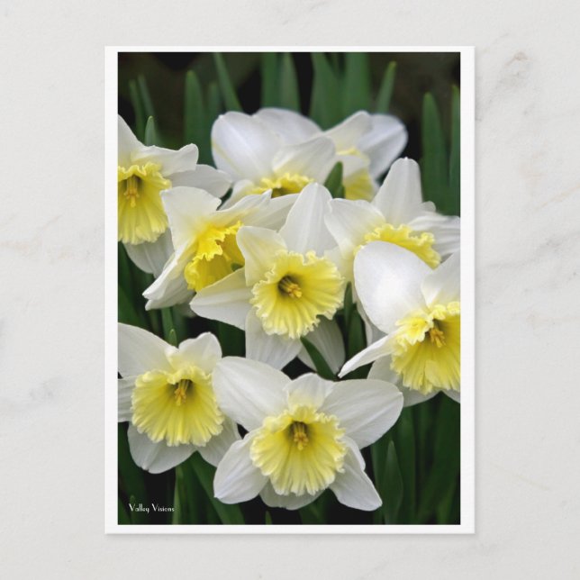 Daffodils Postcard (Front)