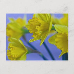 Daffodils Postcard