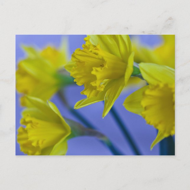 Daffodils Postcard (Front)