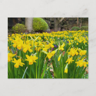 Daffodils  postcard
