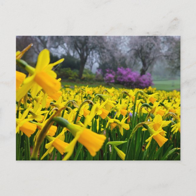 Daffodils  postcard (Front)