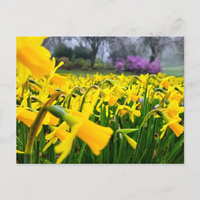 Daffodils  postcard (Front)