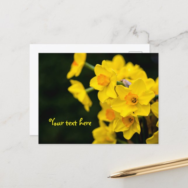 Daffodils Postcard (Front/Back In Situ)