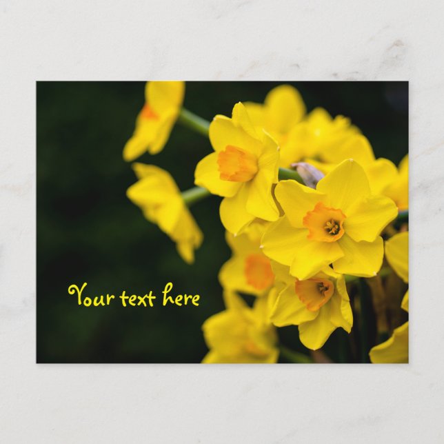 Daffodils Postcard (Front)