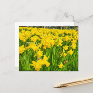 Daffodils  postcard