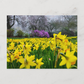 Daffodils  postcard