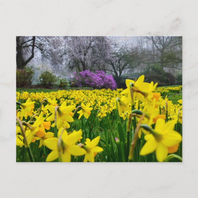 Daffodils  postcard (Front)