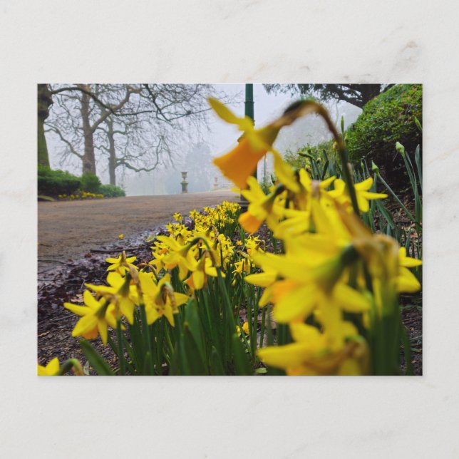 Daffodils  postcard (Front)