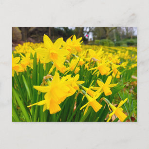Daffodils postcard