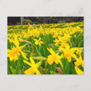 Daffodils postcard