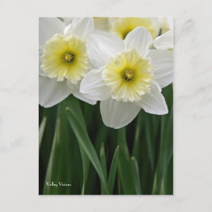 Daffodils Postcard
