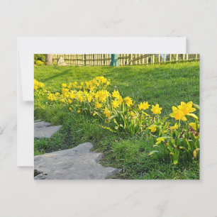 Daffodils postcard