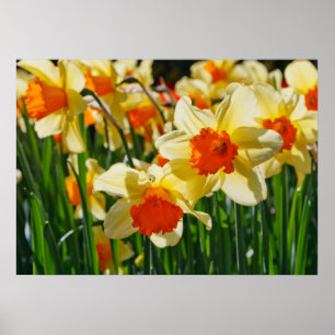 Daffodils Poster