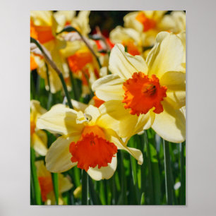 Daffodils Poster