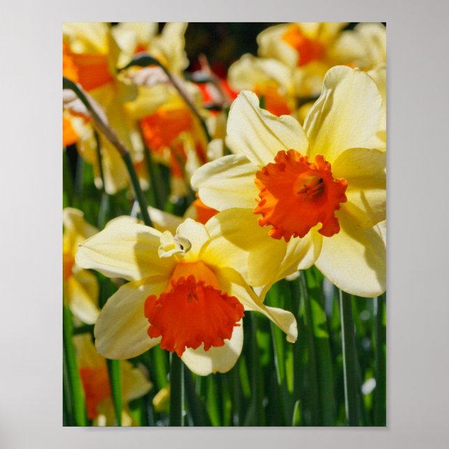 Daffodils Poster (Front)