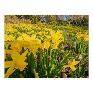 Daffodils  poster