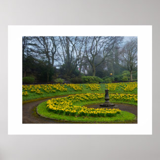 Daffodils  poster