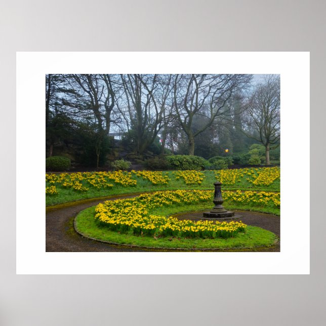 Daffodils  poster (Front)