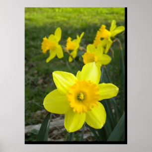 Daffodils Poster