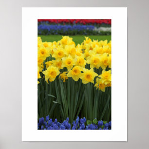 Daffodils Poster