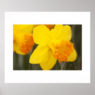 Daffodils Poster