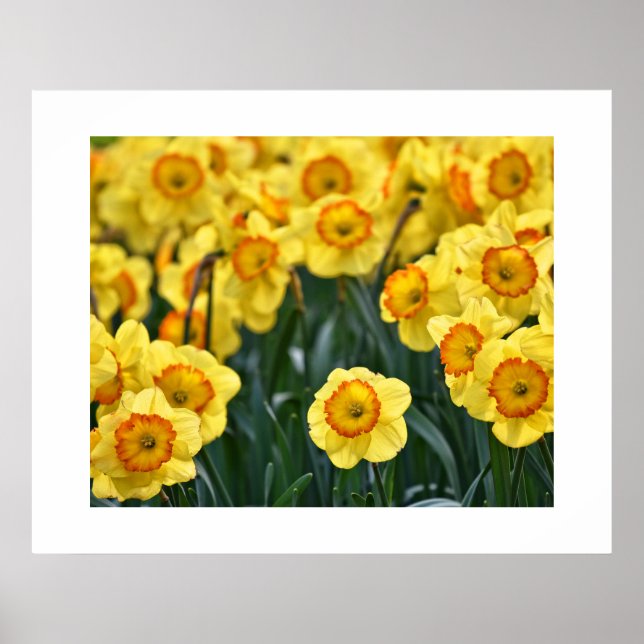 Daffodils Poster (Front)