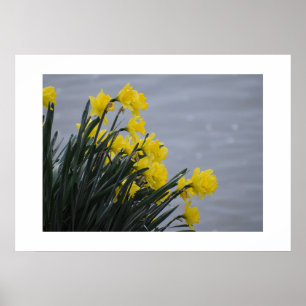 Daffodils  poster